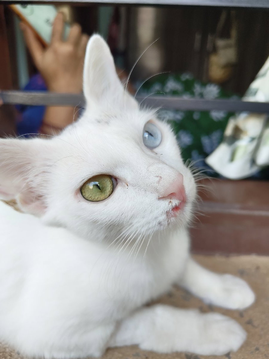 Rescued cat recovering from a serious fall from a tree that fractured her leg while she lost her pregnancy. Hope she gets well soon.