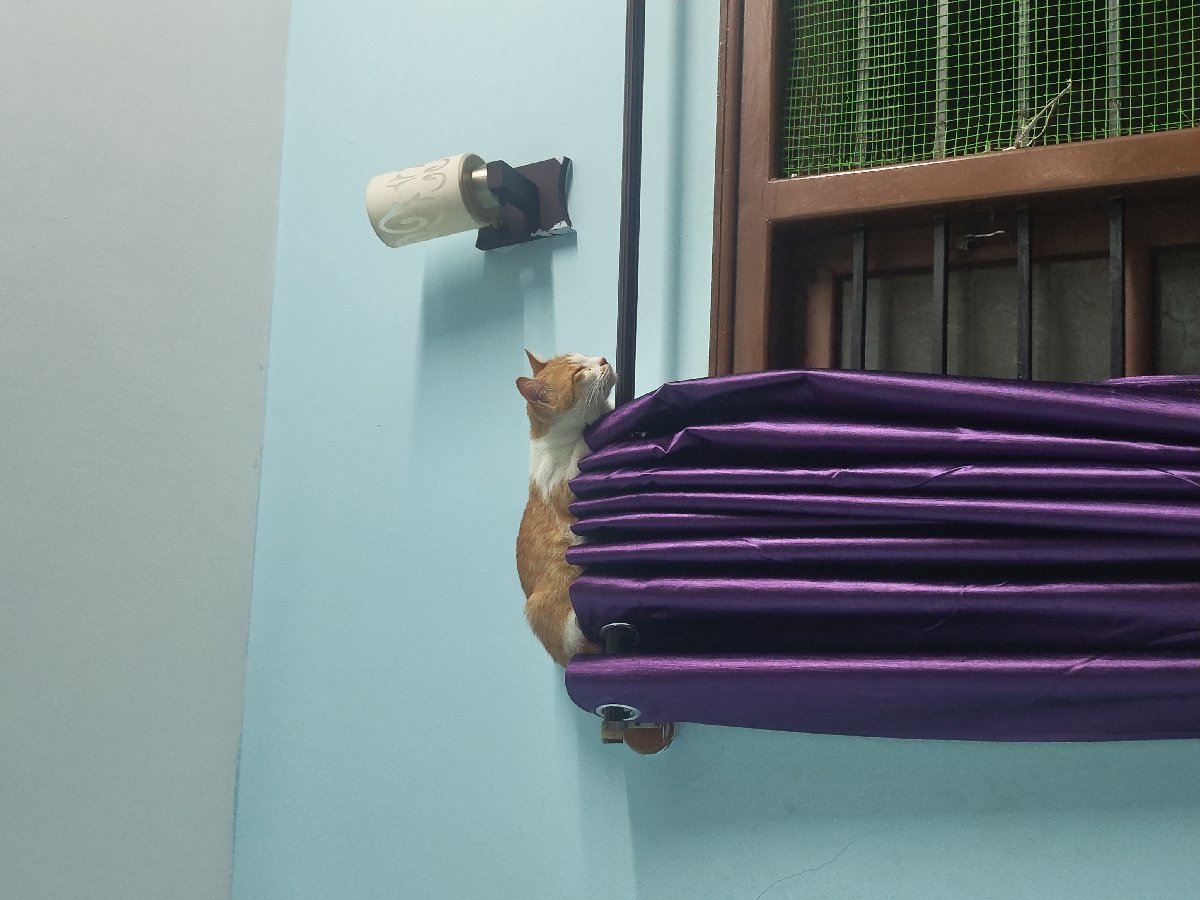 Orange cat behaviour ๐