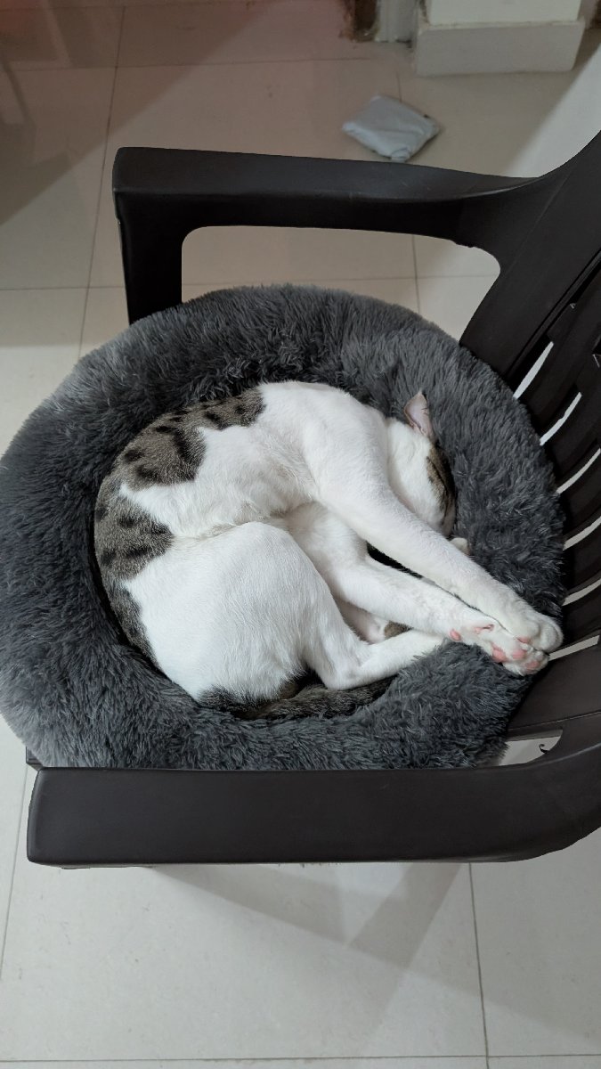 I cared for Snowy from 30 Aug–9 Sep. The most vocal and naughty cat I have ever hosted