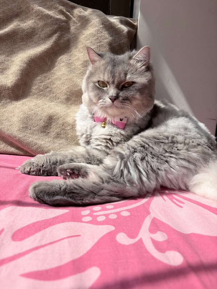 Meet Oliver, my cute and humble Persian cat! ๐พ
Looking absolutely pissed because he just survived a spa day and then had the audacity to be disturbed while sunbathing after all that hard work. ๐พโ๏ธ
Self-care is exhausting, apparently..