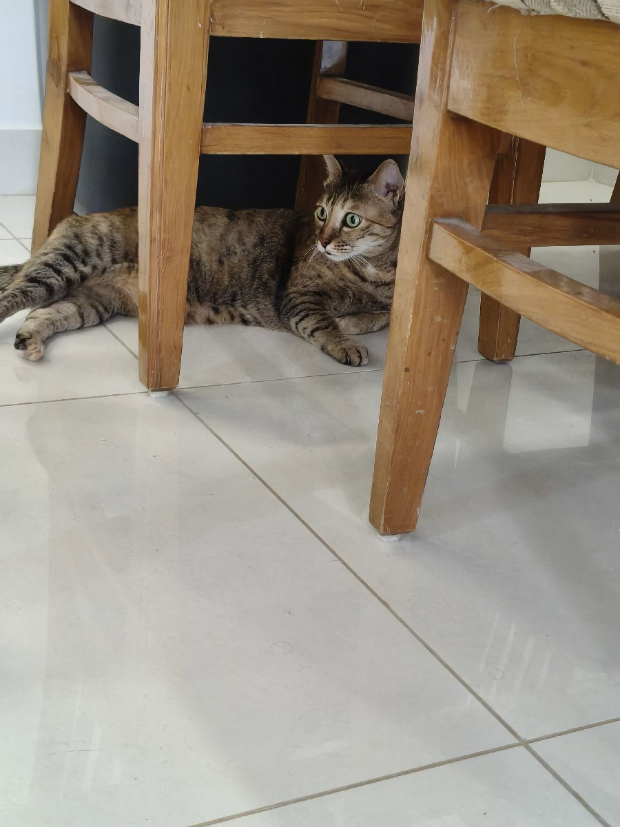 I looked after MJ & Curie at home. 21 Sep