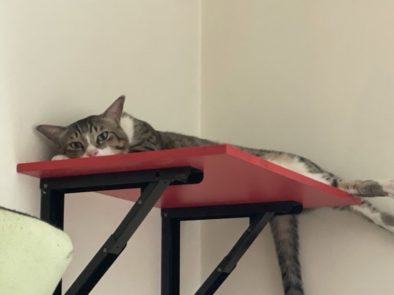 Sitting everywhere except my Lapππ