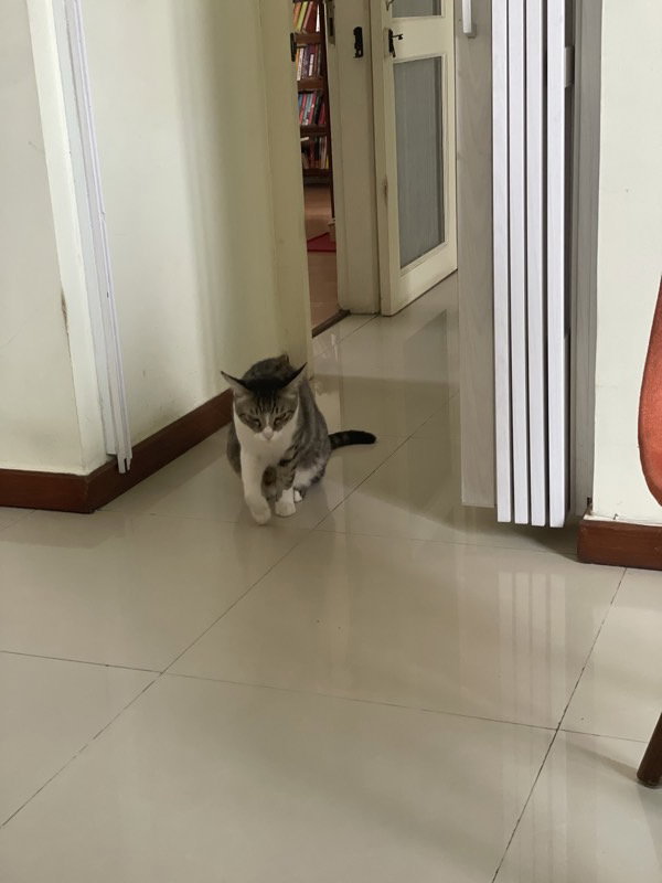 Here Comes Lucipurrrrrrrr, the king of all👑👑👑sniffing my bag for proper interrogation