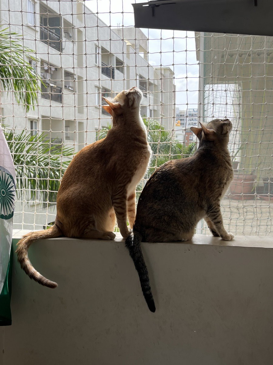 I looked after 5 pets at home. 19–20 Sep