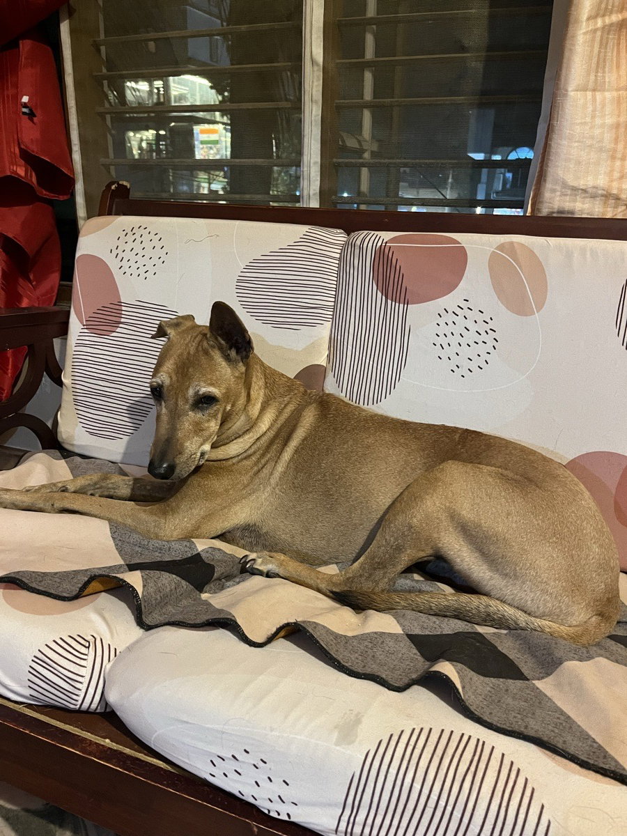 I looked after 4 pets at home. 10–11 Oct