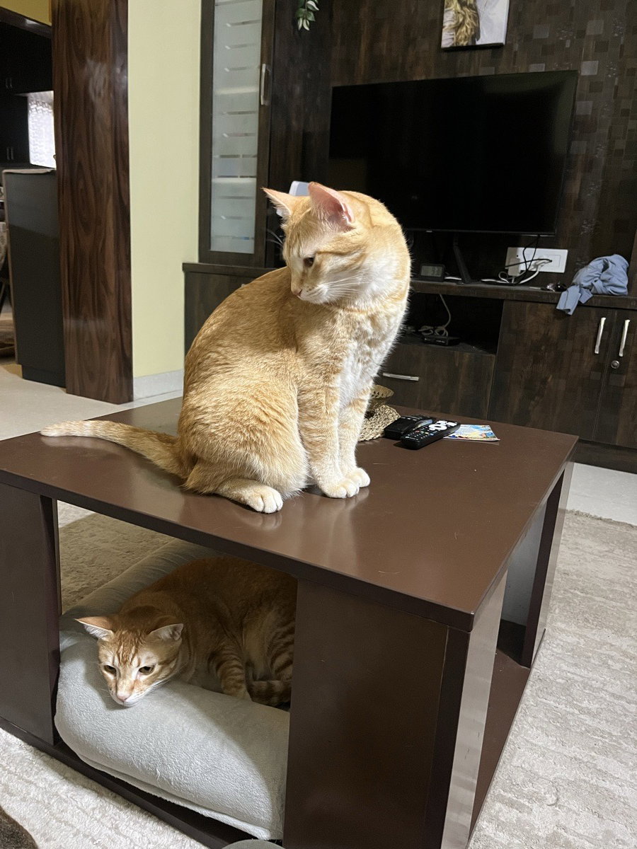 I looked after 5 pets at home. 2–7 Oct