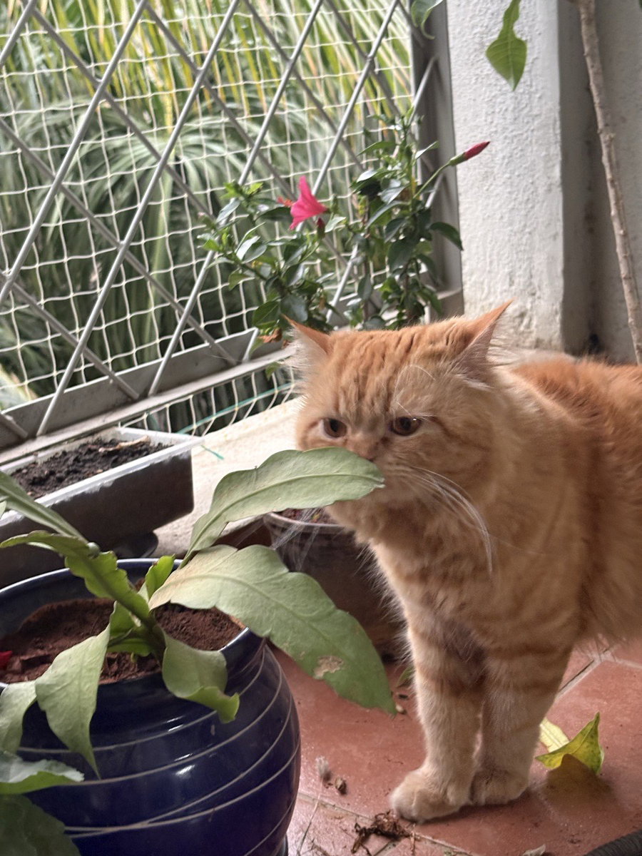 He loves plant!!🪴🌷