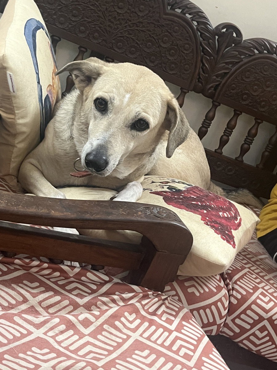 I looked after Mishti & Moana at home. 1–4 Oct