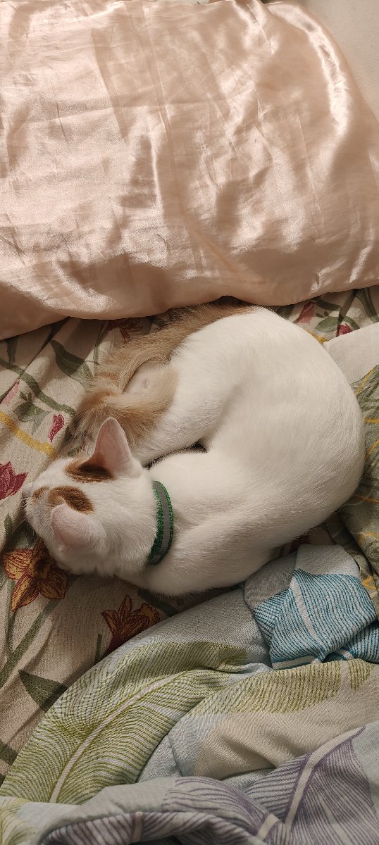 Kunjaaps stayed with me and settled right in! He is a very curious, intellignet and calm cat, and at the same time very playful and energetic!