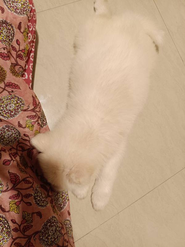 Savvy stayed with me and settled right in. 15–18 Sep