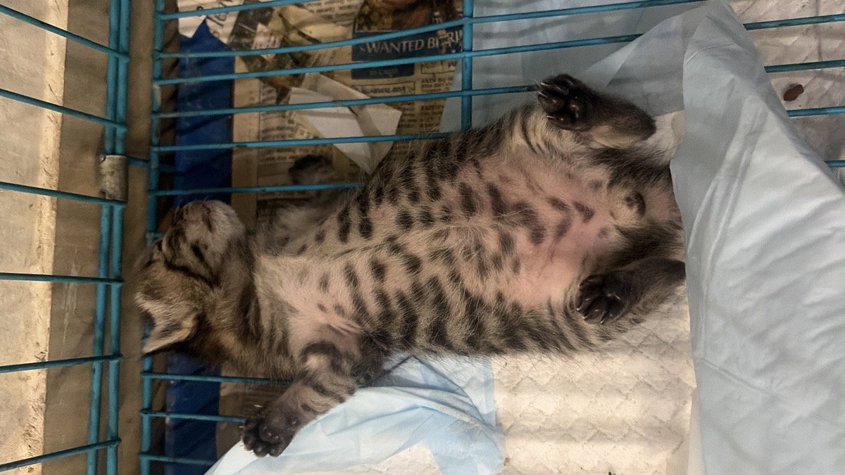 New Bengal kitten in the house