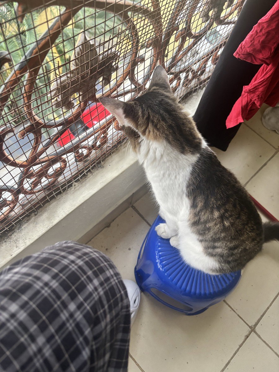 Kulfi aunty looking out for some tea on neighbours
