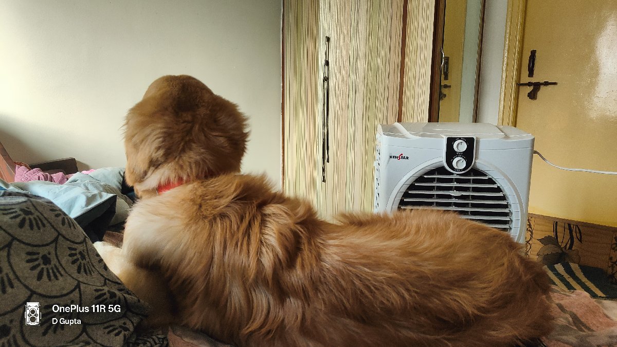 Rio fell in love with the cooling air... โฃ๏ธ๐๐พ
