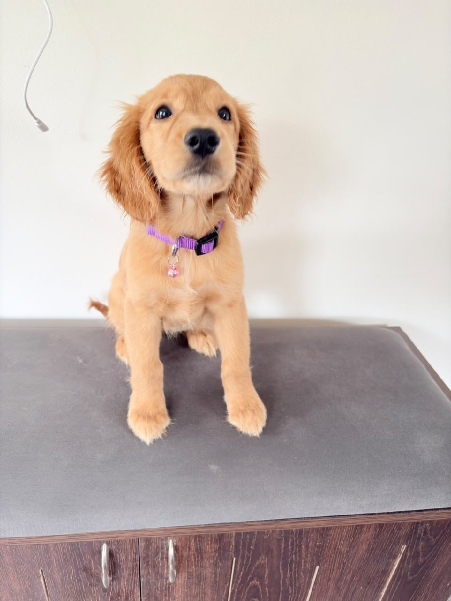 It was such a joy having this sweet little girl stay with us! πΎπ She was adorable, playful, loving, and settled in so beautifully. We truly enjoyed every moment with her and would be happy to host her again anytime. π₯°πΆ