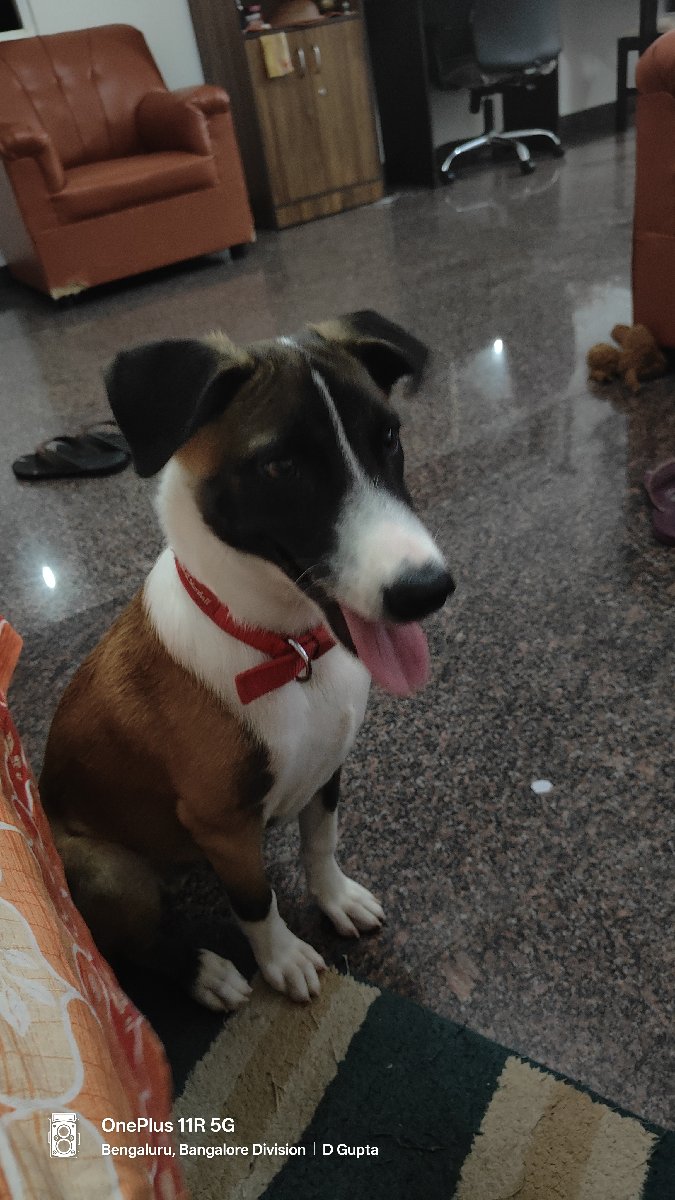 Milo stayed with me and settled right in. 9–10 Oct