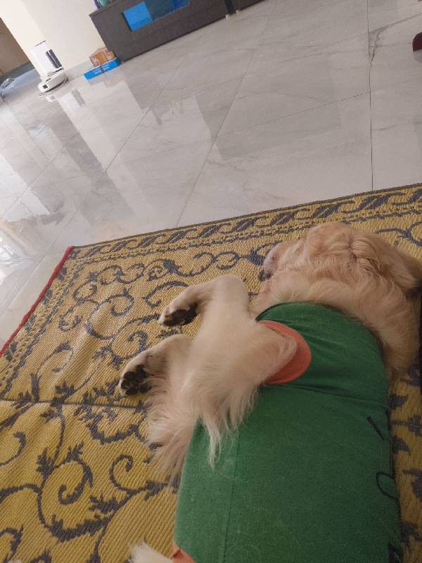 Had a great time sitting the sweetest milou :)
