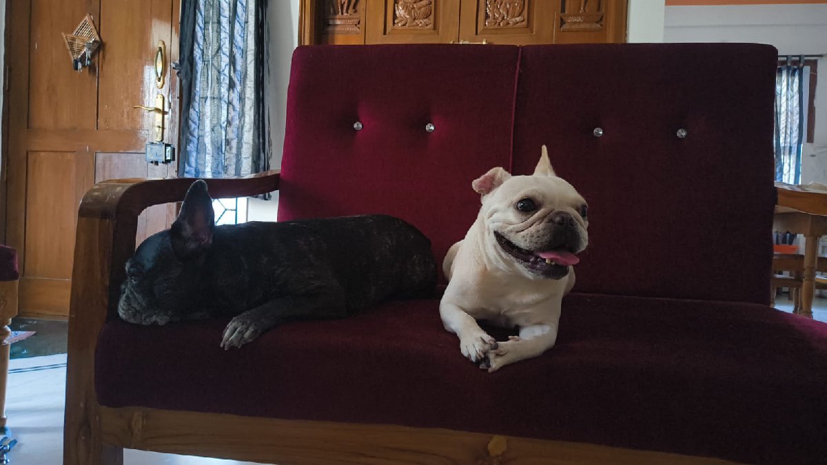 Frida & Floyd stayed with me and settled right in!