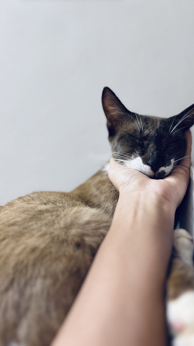 Meet Chocolateš¤