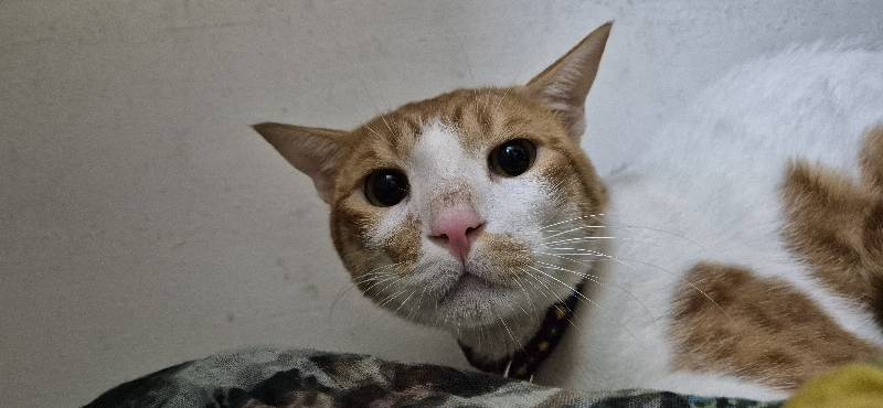 This handsome boy, Miu stayed with me and was such a good company. Miss you Miu ๐๐