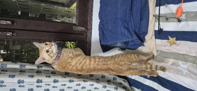 Lolo stayed with me and settled right in. 8–18 Oct