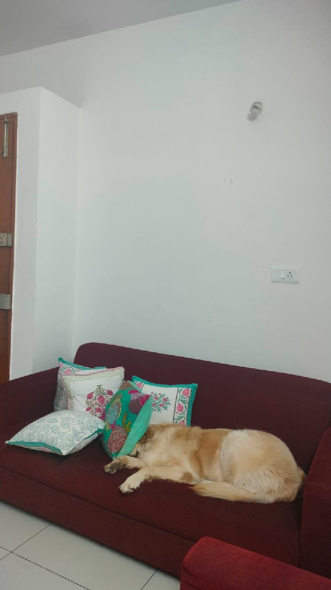 Mango stayed with me and settled right in. 1–2 Oct