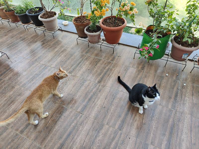 I cared for Disco, Osho & Yuki from 13–15 Sep.