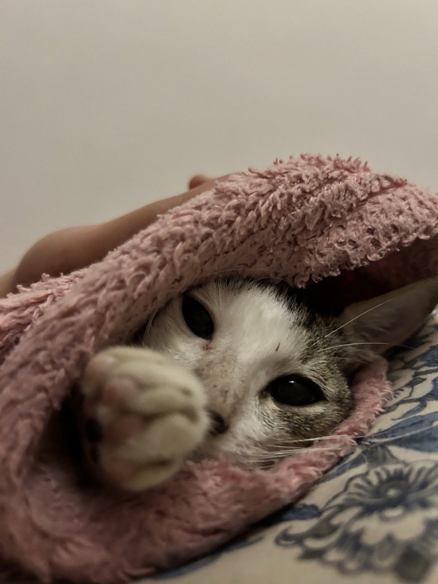 Sabudana checked in, caused a scene,
One night of chaos, ⭐️⭐️⭐️⭐️⭐️ feline.