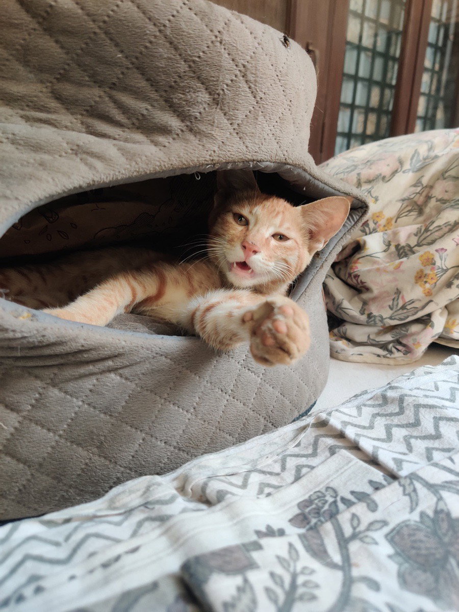 Meet Chirkut. Professional napper with a swagger.
One private suite. Zero roommates. Unlimited main character energy.