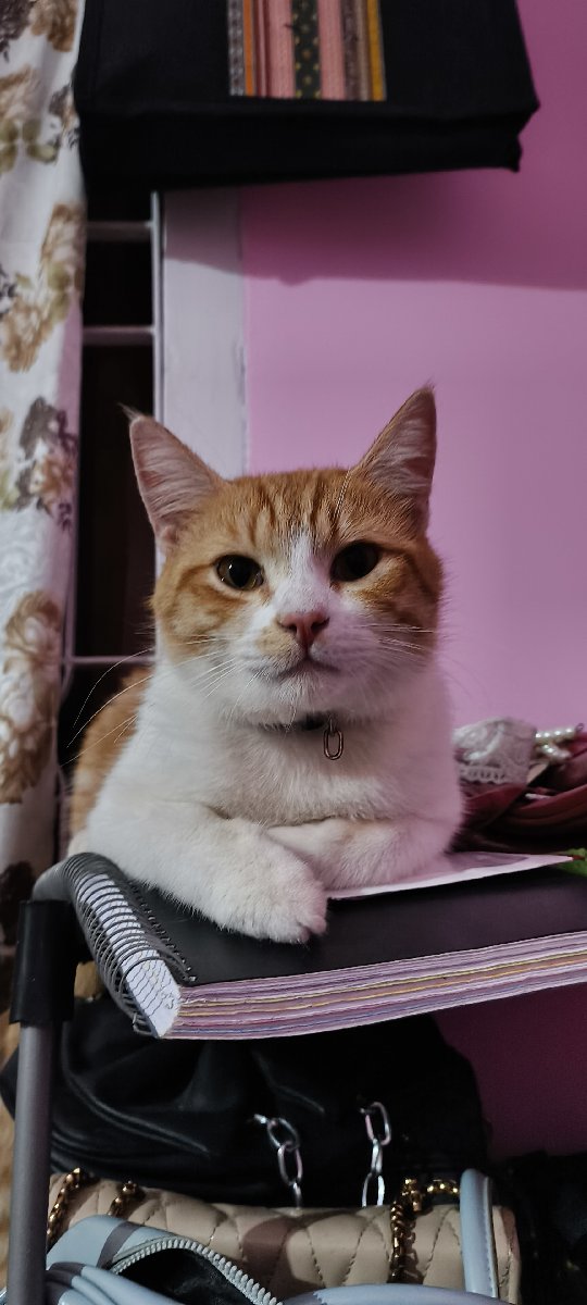 Levi🐈🧡