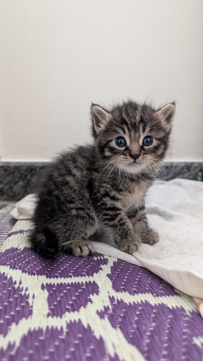 ๐พ LOOKING FOR THEIR FOREVER HOMES! ๐พ
Meet three adorable, healthy, and ultra-playful 1-month-old kittens ready to bring endless love and joy into your life!
โจ Meet the Crew:
๐ White & Orange (Female) โ A little sweetie with a big personality!
๐ค Black & White (Male) โ A handsome, curious explorer!
๐ฉถ Grey (Male) โ A soft, cozy bundle of pure fun!
They are fully healthy, active, and looking for loving family homes.
๐ฉ Interested in adopting? DM me for more details.