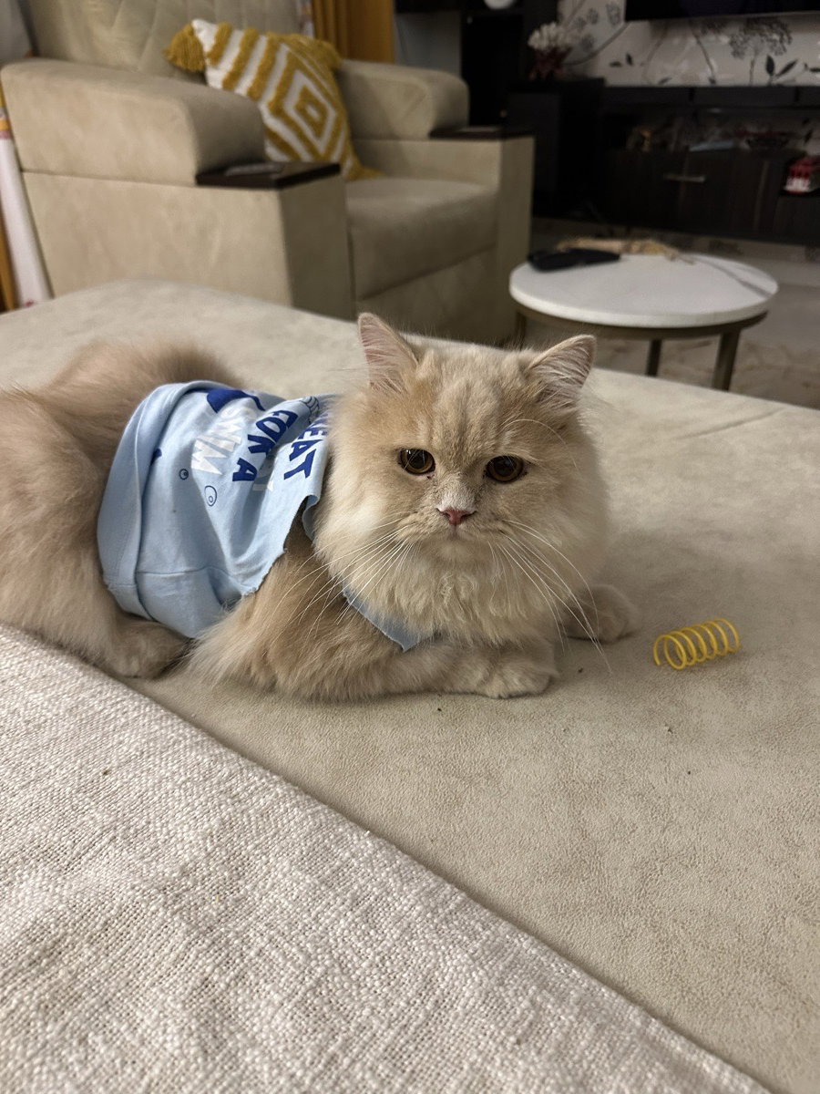 ๐พ Single, spoiled & emotionally unavailable. Swipe right if you have treats. ๐ผ