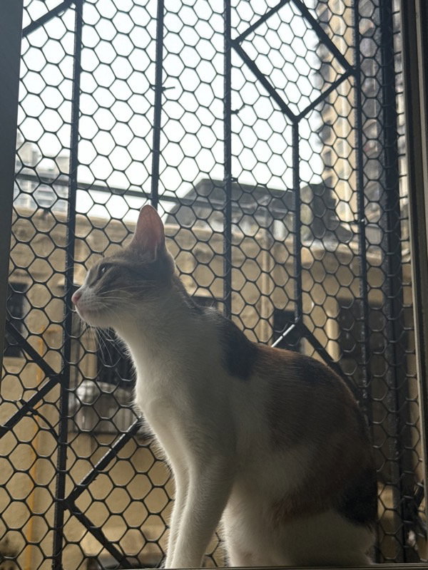 I cared for Chinti from 13–15 Sep.