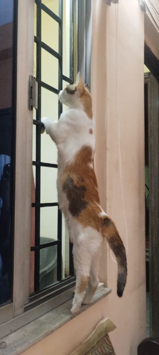Curious ๐คจ๐ค, what's happening outside ๐ง๐ฏ