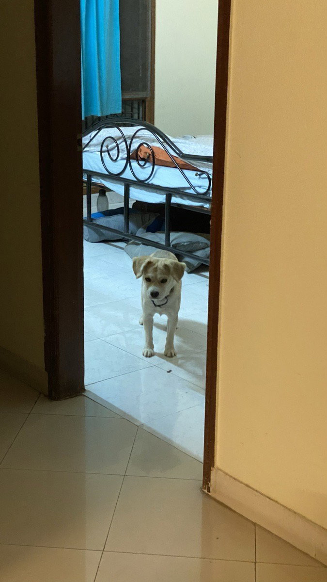 I looked after Monu at home. She has been abused in the past by humans and has been rescued by her pet-parents!
She has had a hard life but still chooses to trust humans and live her life with grace which says a lot about her!
I love Monu and im looking forward to take care of her again!
