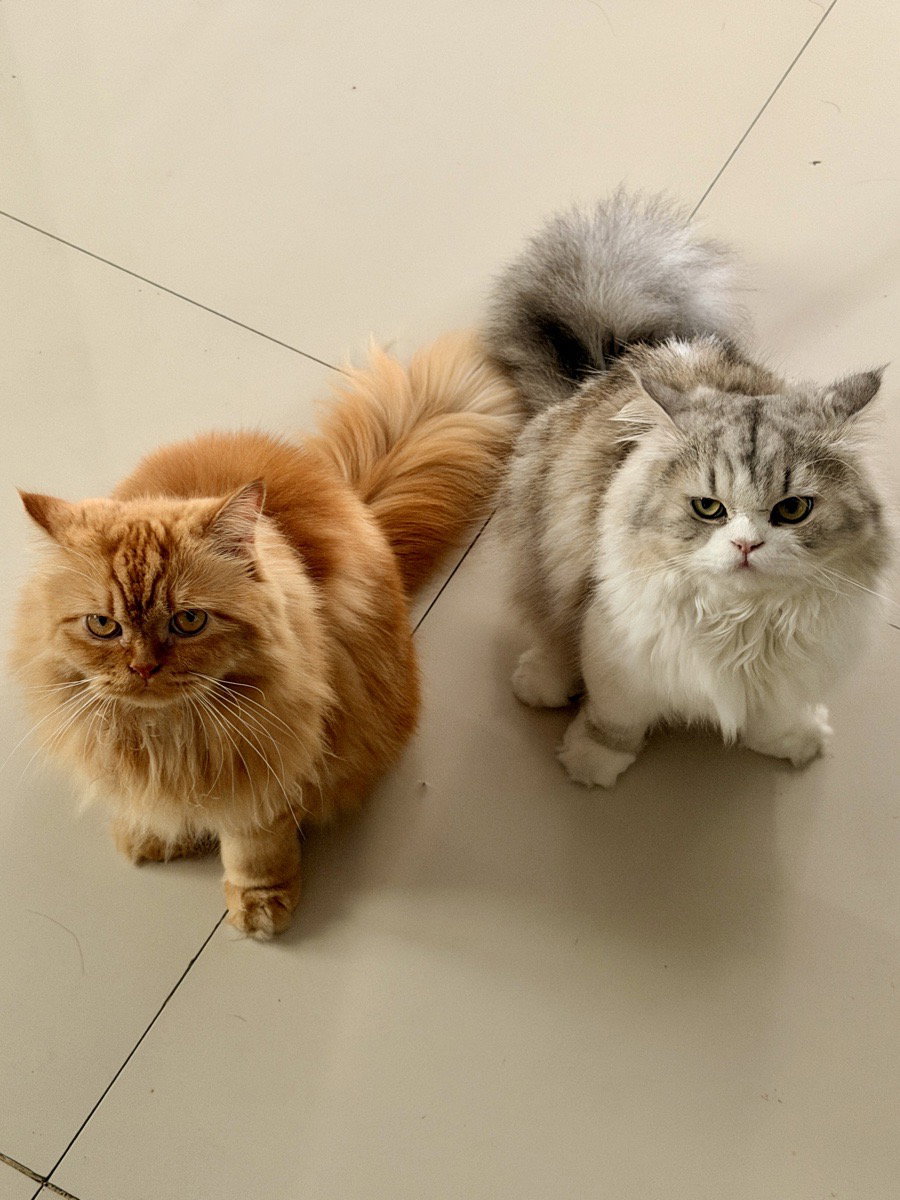 waiting for lunch be like ๐