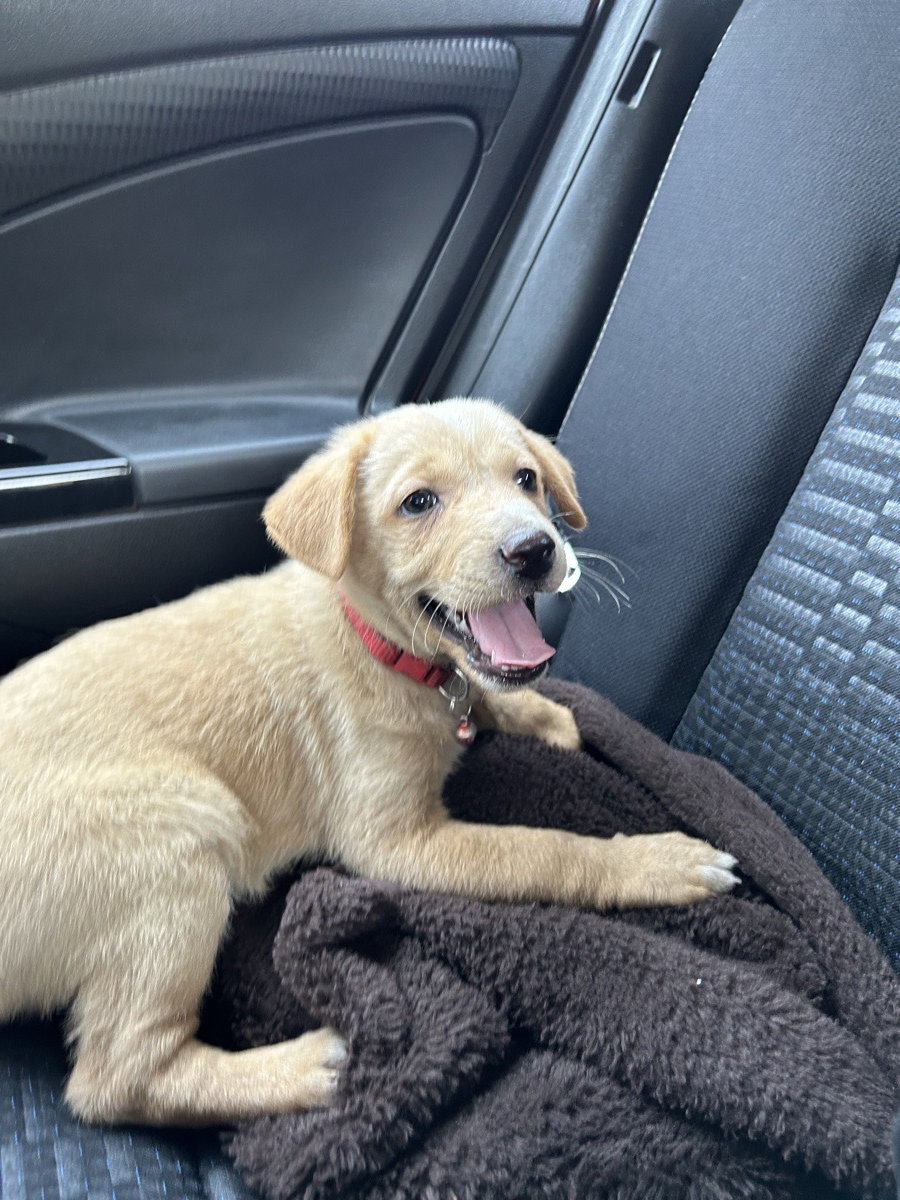 Hi hoomans!