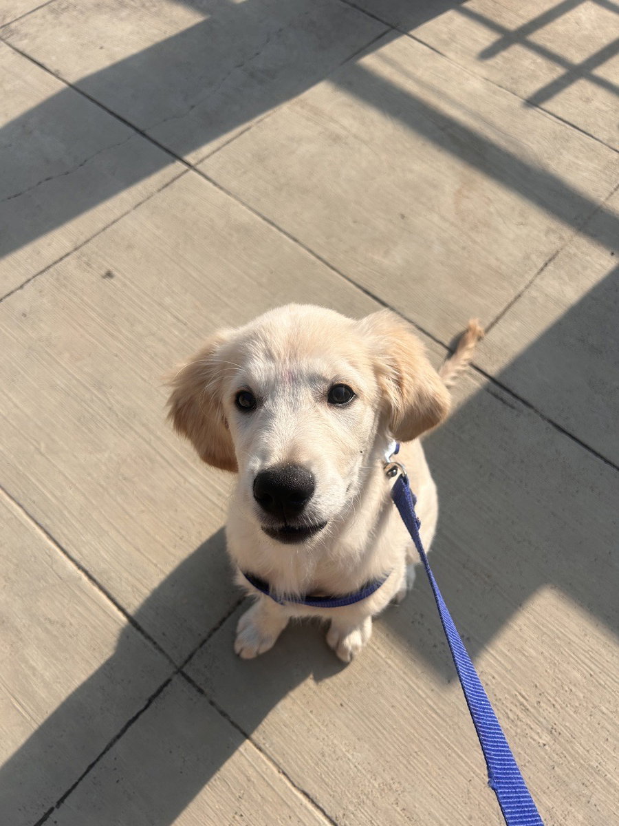 Shinzo stayed with me and settled right in. 10–11 Oct