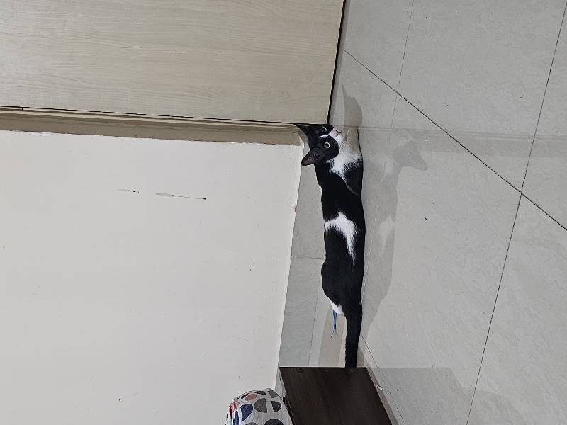 Mochi & Kiki stayed with me and settled right in. 8–20 Oct
It was a pleasure hosting them, and we are going to miss Kiki a lot