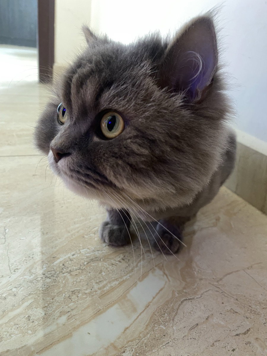 I looked after Daffy & Benji at home. 2–3 Oct