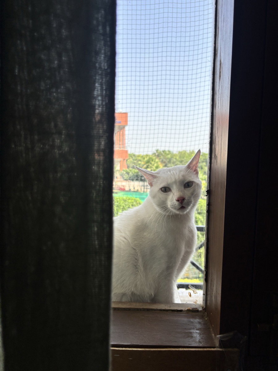 Snow is taking ‘big’ baby steps into his boarding with us 🤍