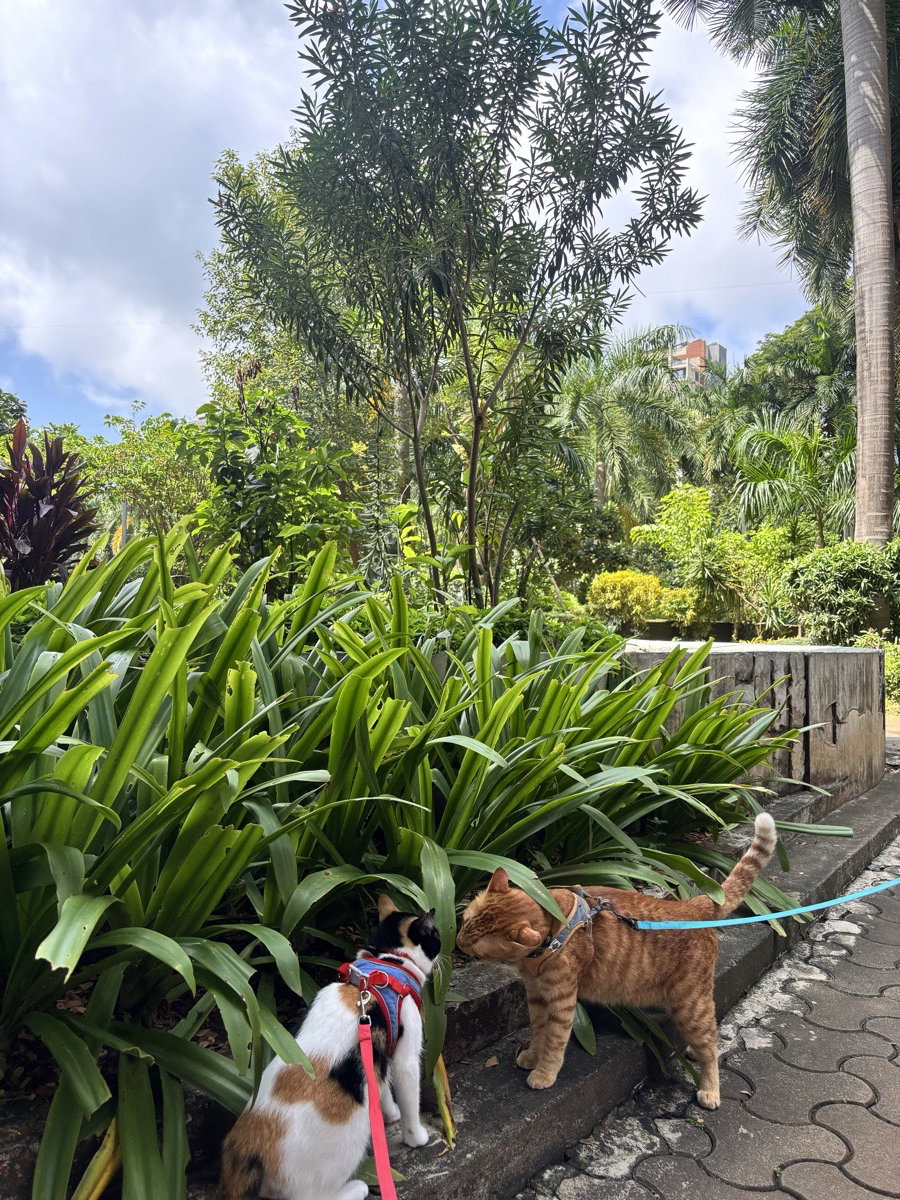 It’s a good day for a walk in the park with the cats!