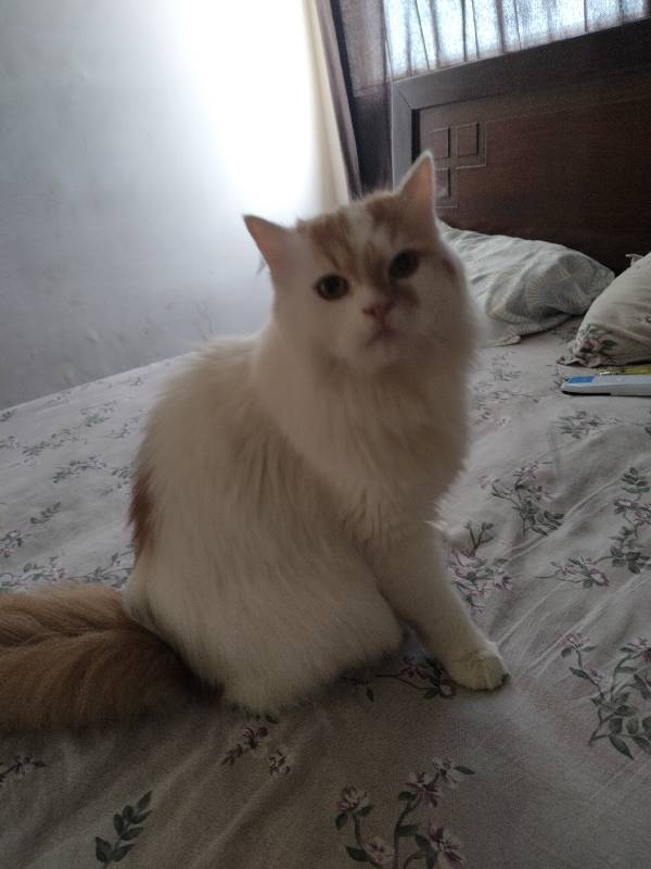 Had the best time hosting Rolex. He's the cutest most playful catuu. Roliii the chonkuuu babyyy🥹❤️❤️