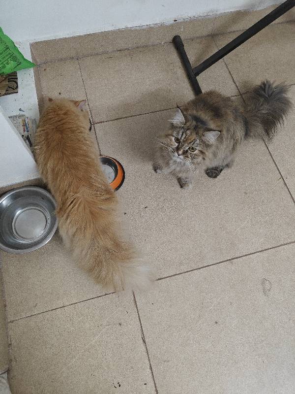 Nyx & Sol came home happy. With Haritha Paul. 1–4 Oct