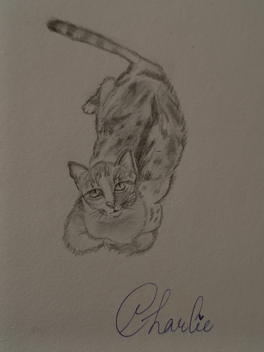 Cat sitting turned into cat sketching