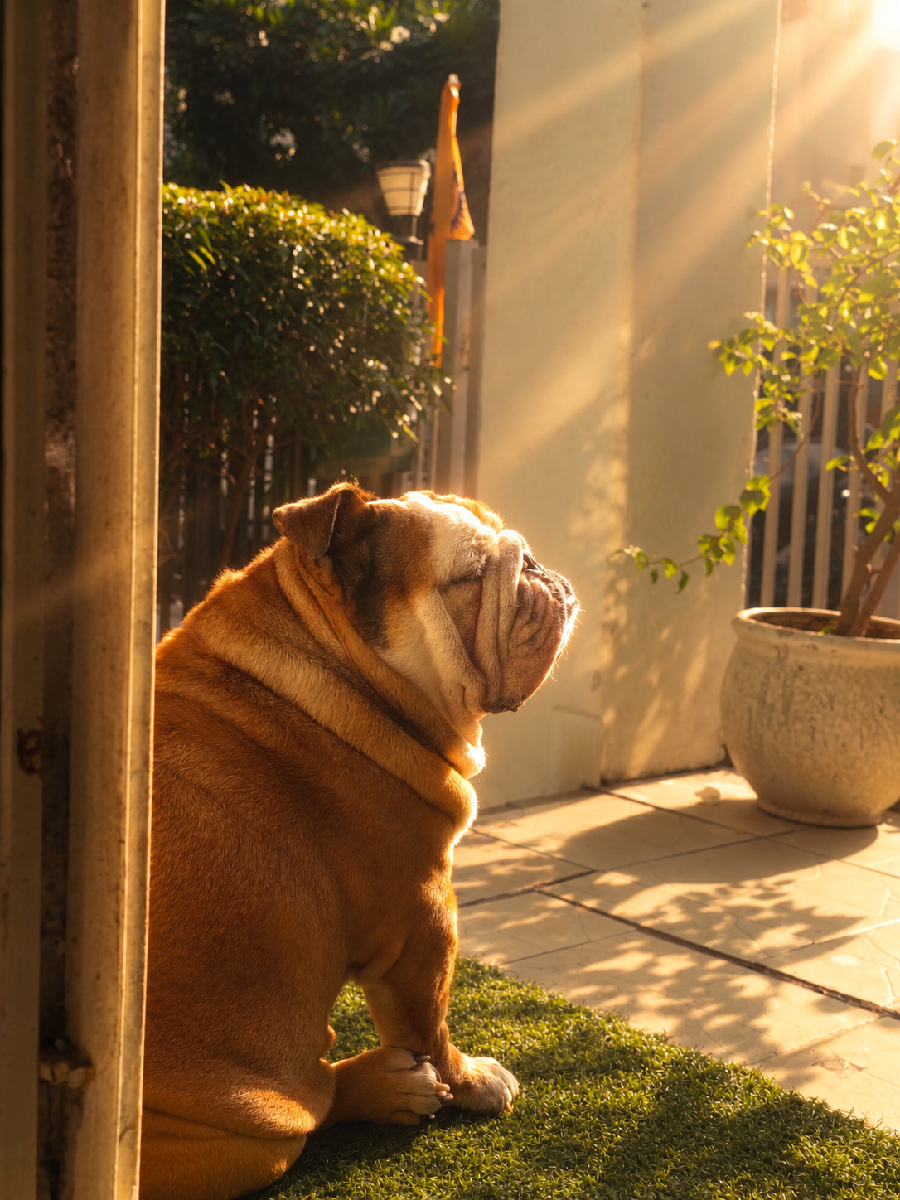 I looked after Maalu & Jerry at home. 1–4 Oct