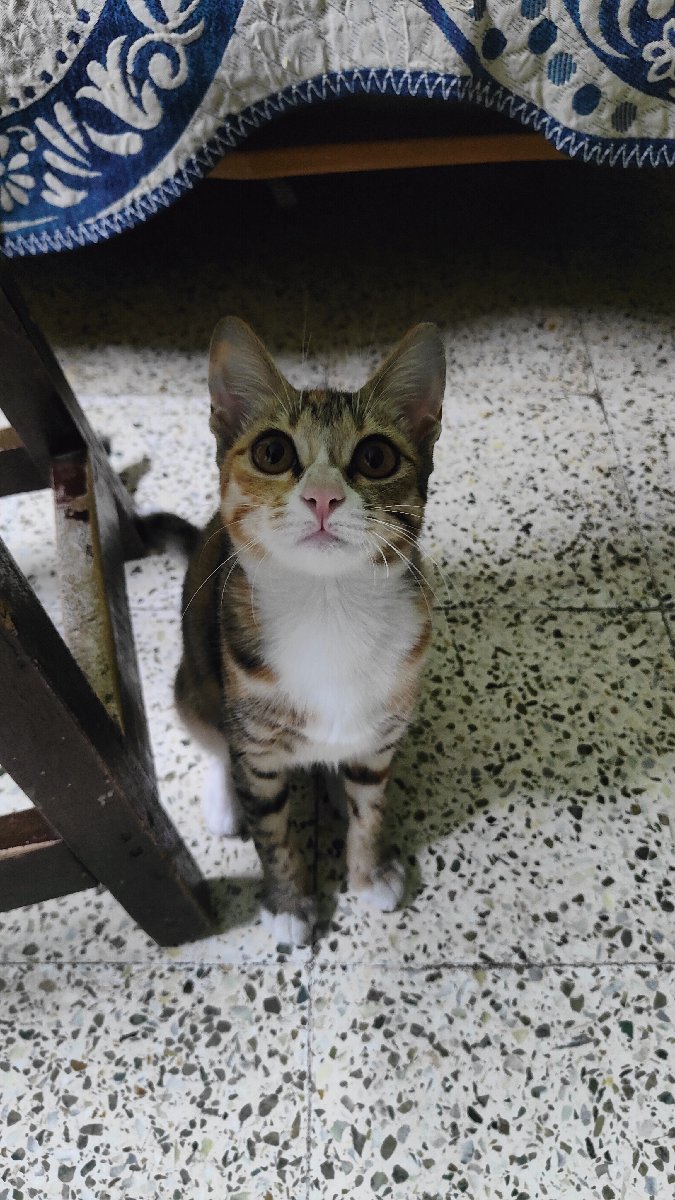 Bobo is looking for her forever home
She was rescued injured now fully recovered. I have adult female cats with whom the kitten is not adjusting well.
Location: Pune
Age: Around 3.5 M
Litter Training: Yes ✅
Vaccination: Done ✅
Deworming: Yes ✅
Eating Habits: Dry Food, Wet Food (Bellota, Sheba), Chicken
Other: Ongoing Medicine of Nerve Supplement❗
WhatsApp Only 7276400205
💯 Adoption formalities are mand