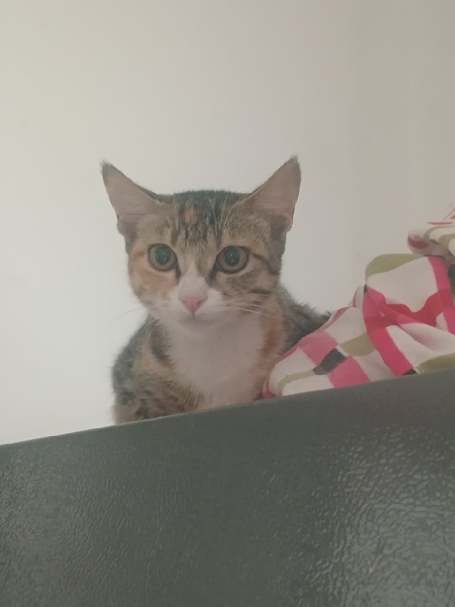 Bobo is still looking for her forever home
#adoptdontshop #KittenAdoption
She was rescued with thread tied on her tail. She has recovered from it and is ready for her forever home.
She is good at adjusting with male cats but not females. She is purrfect for single cat in house too.
Location: Pune
Age: Around 4 Months
Litter Training: Yes ✅
Vaccination: Done ✅
Deworming: Done ✅
Eating Habits: Dry Food, Wet Food, Chicken
DM to adopt her
Adoption formalities mandatory