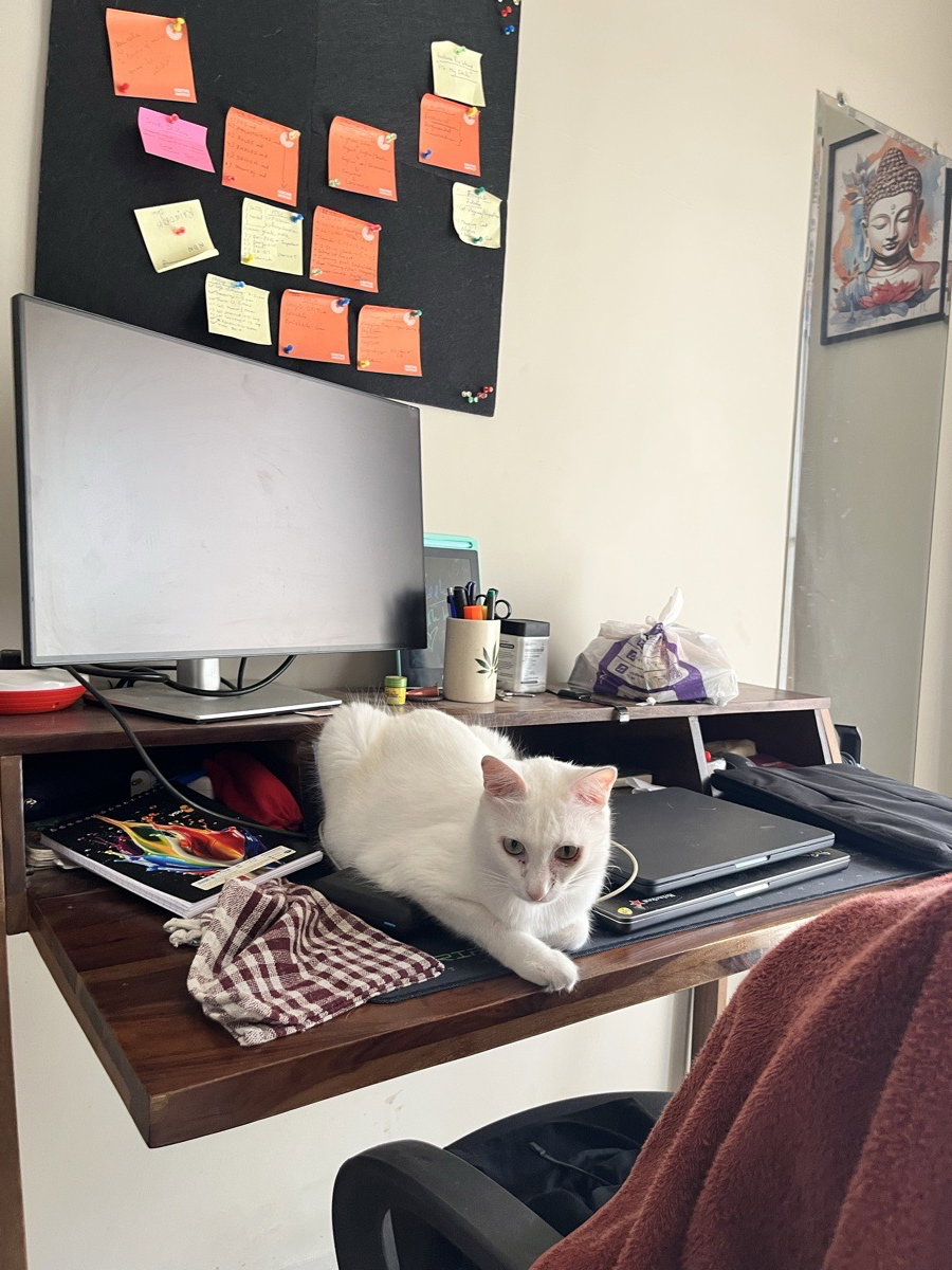 Hosting Malai! Heβs a cute workaholic pet π§βπ»