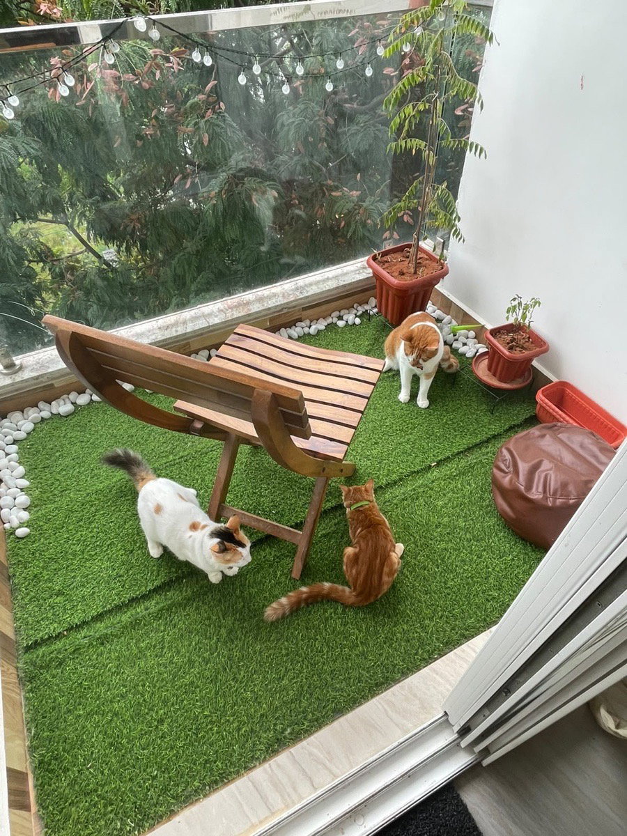 We welcomed ‘Happy’ (youngest orange one) - our first boarding pet last month. Became friendly and felt like home from the 2nd day itself. Happily enjoying her meals (bullying the adult ones haha) & even started to play w/our introvert lovely cat Ammus!