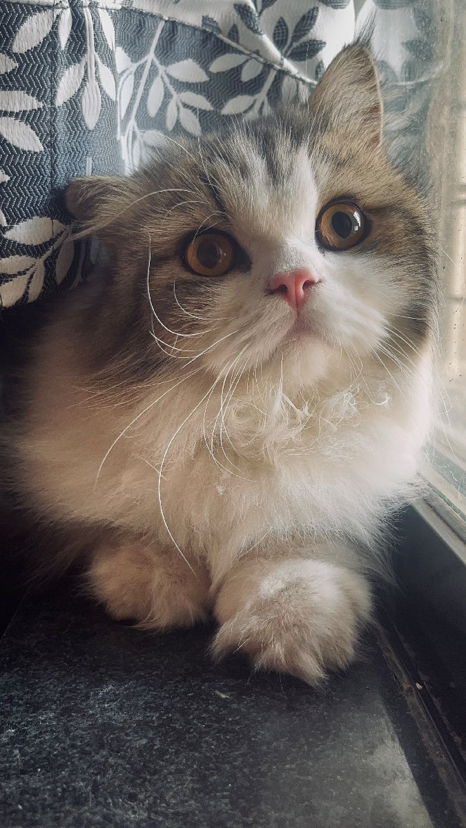 Snuggy' first day with us โฅ๏ธ๐๐ป